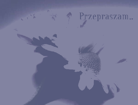 Stokrotka fioletowa przepraszam